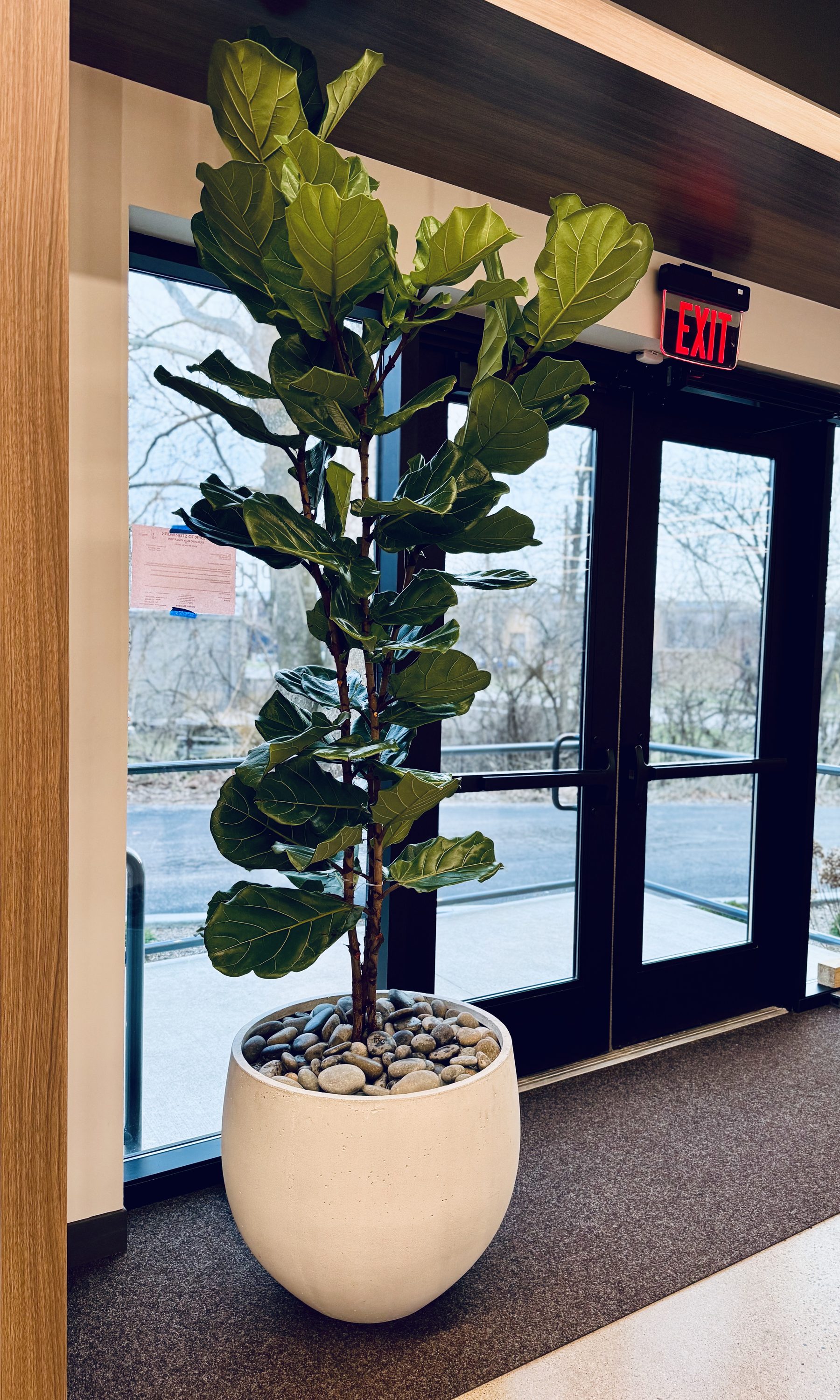 Office grand opening — fiddle leaf fig at entry