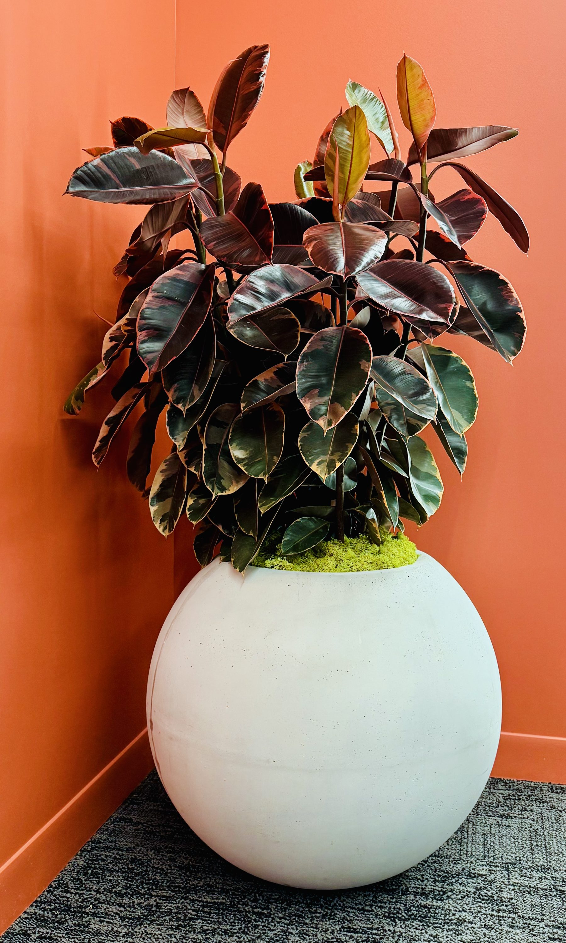Office grand opening — ruby rubber plant in white sphere planter